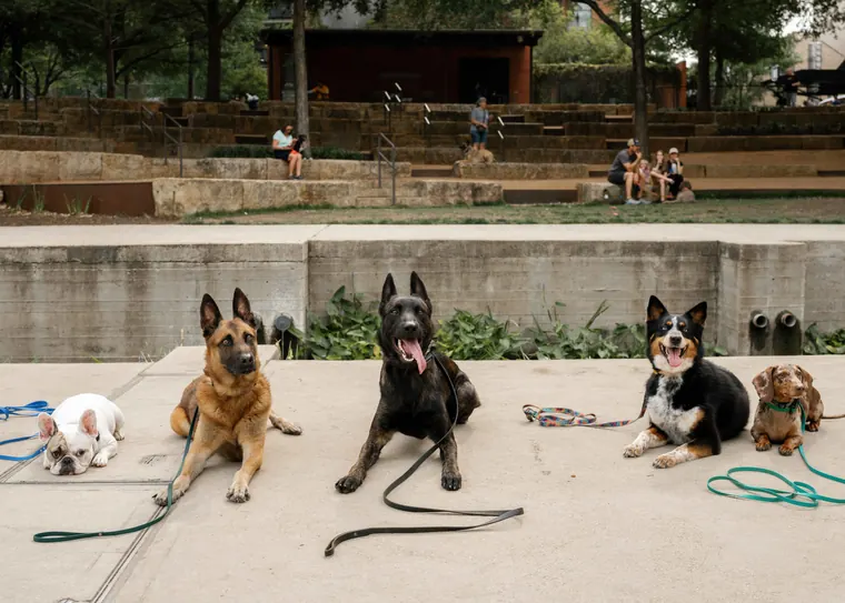 Dogs holding an off-leash down-stay in a San Antonio park